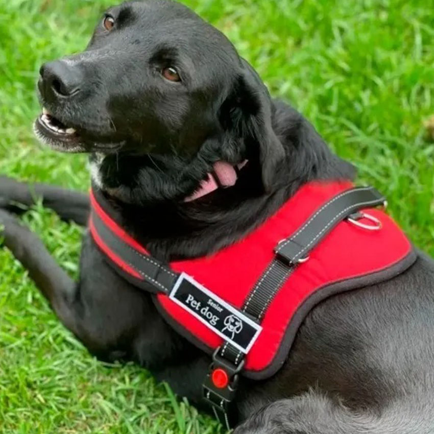 Pretales-para-perros-002