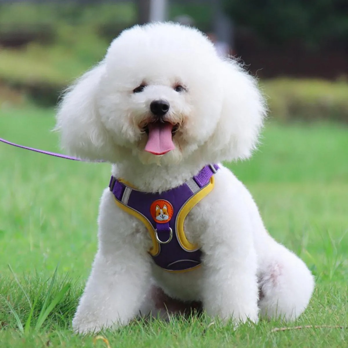 arnes-reflex-para-perros-002